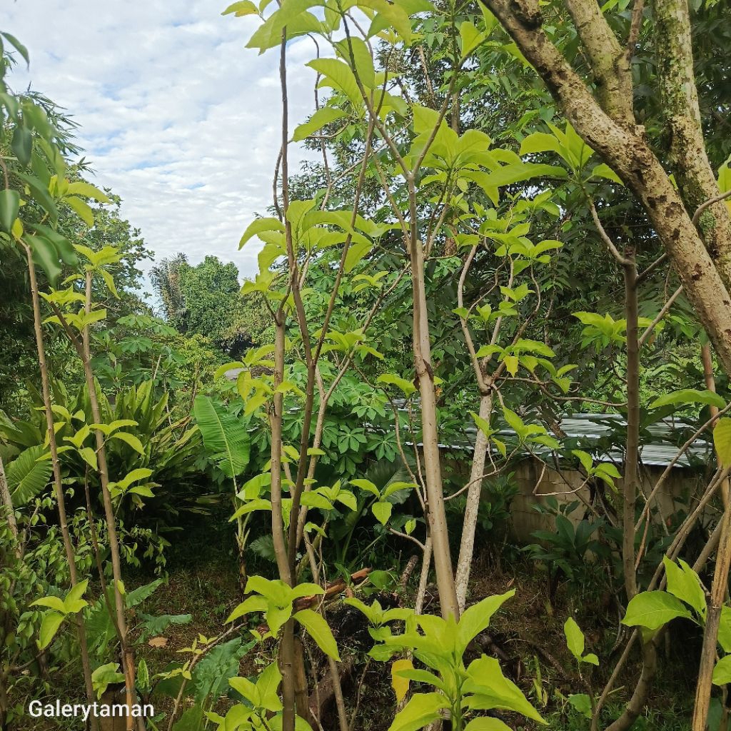 

pohon kol banda tinggi 2,5 meter