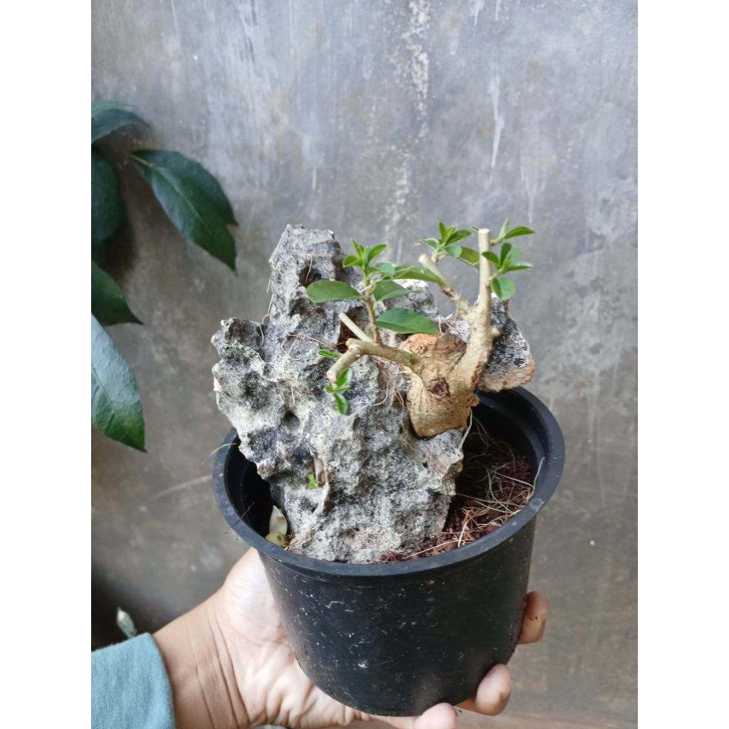 Bonsai sisir mame on the rock