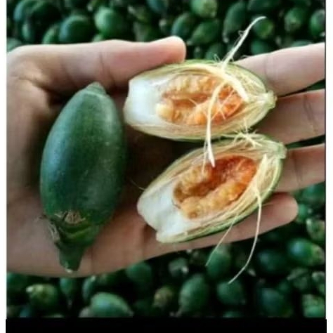 

Buah pinang muda 1 kg