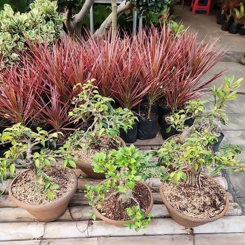 bonsai mini beringin golden