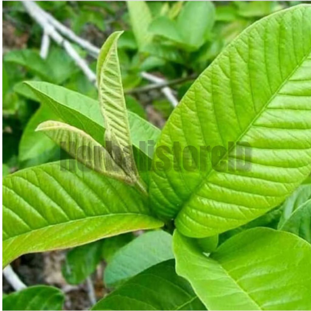 

Daun Jambu Biji segar 50 Lembar Herbal Untuk Kesehatan Baru dipetik Saat Order