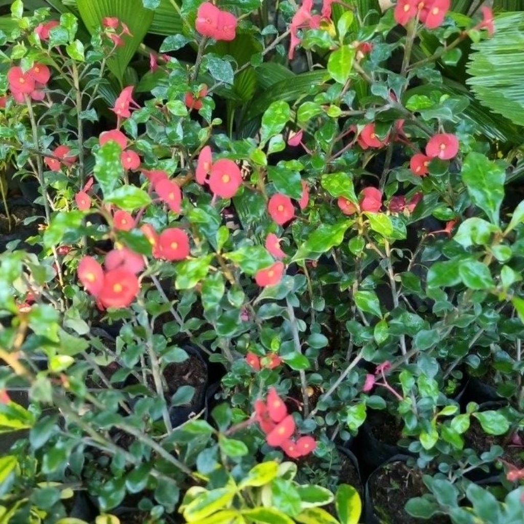 TANAMAN HIAS EUPHORBIA GEROLDII | EUPHORBIA MERAH TANPA DURI