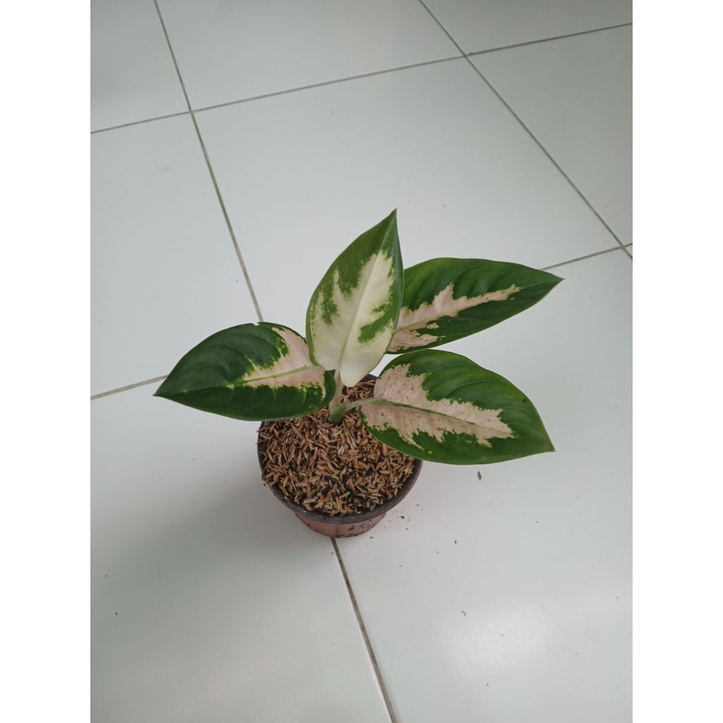 Aglaonema Kochin escada