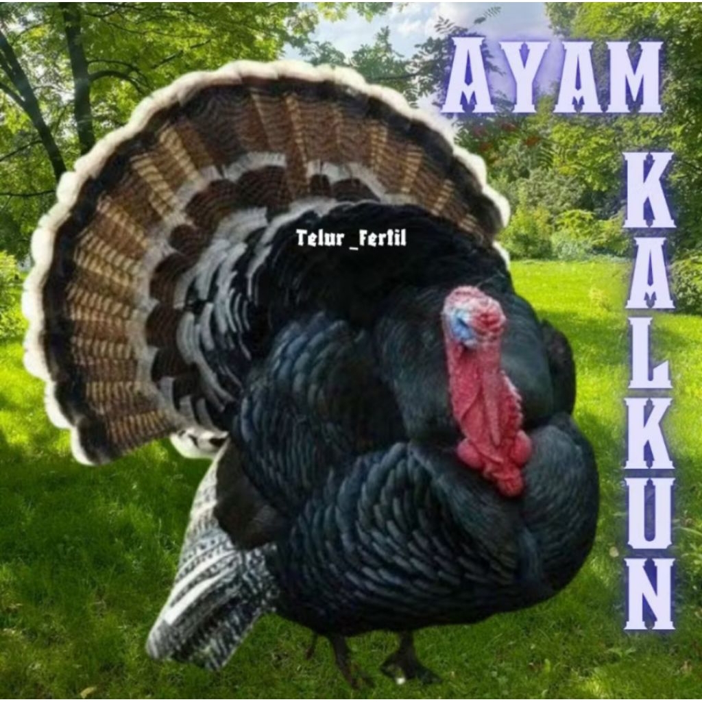 

telur ayam kalkun untuk ditetaskan