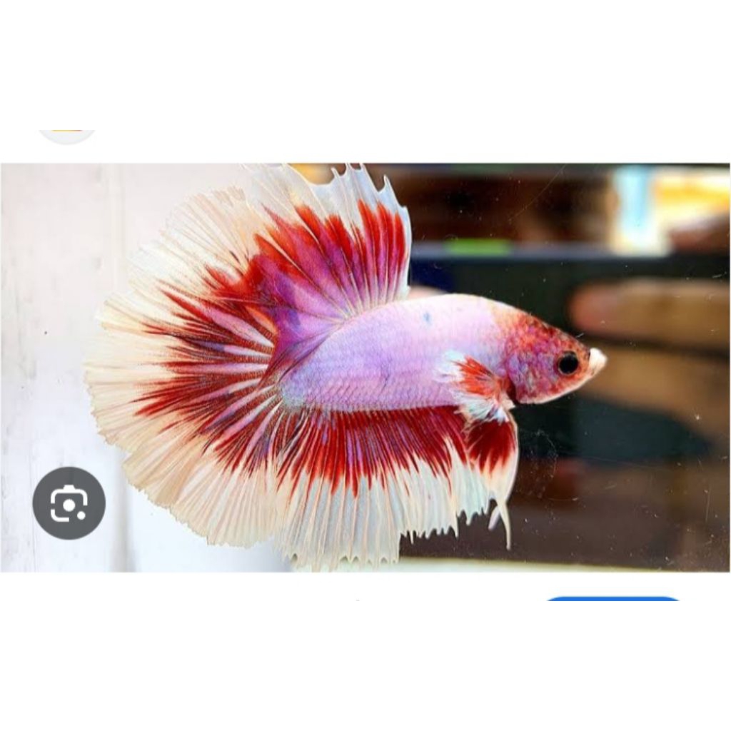 CUPANG HALFMOON PINK COMBIE