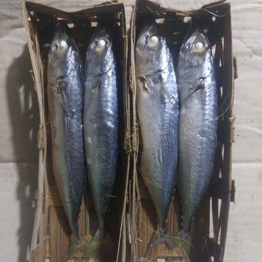 

Ikan salam sedang isi 2