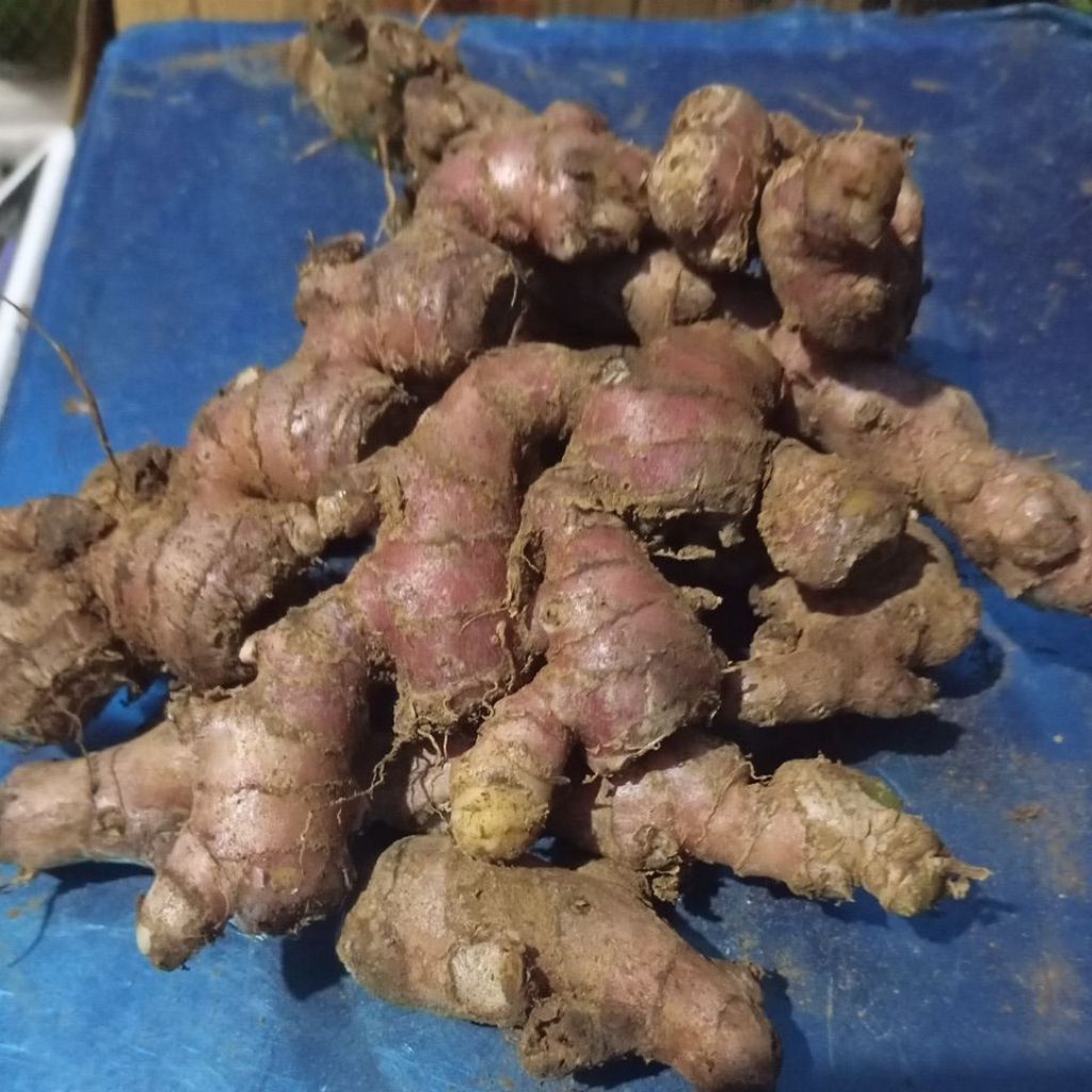 

JAHE MERAH TUA 1000 GR