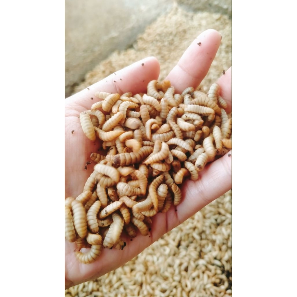 maggot bsf hidup fresh 300gr+bonus