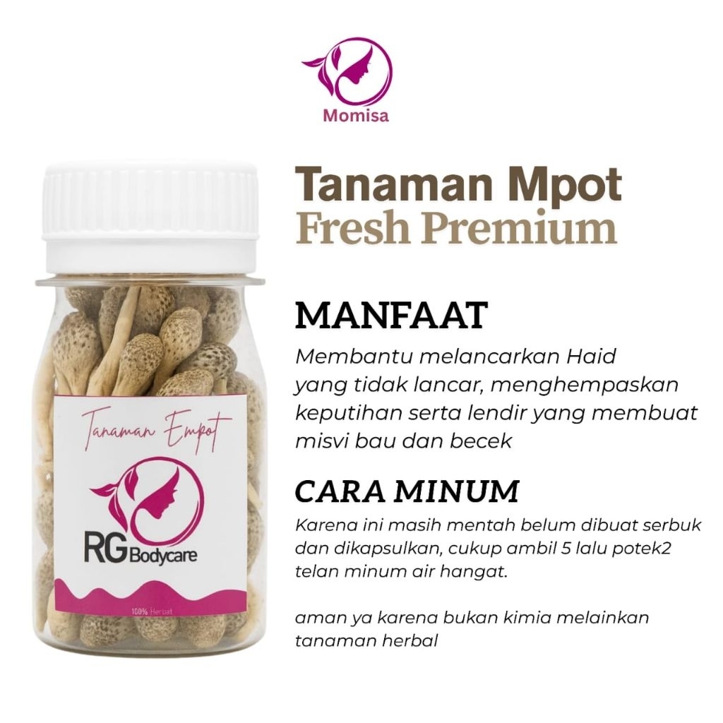 Mpot ayam putih original empot biang Asli