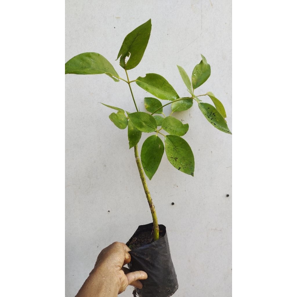 bibit tanaman Tlogosari realpic sesuai gambar