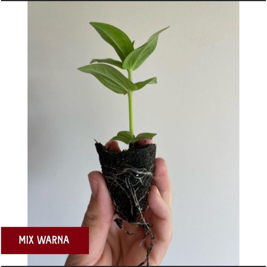 BUNGA ZINNIA , TANAMAN BUNGA ZINNIA , BIBIT BUNGA ZINNIA , TUMBUHAN BUNGA ZINNIA , TANAMAN HIAS