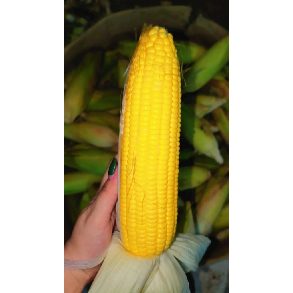 

jagung manis jagung madu super fresh 1kg