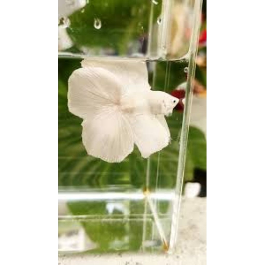 cupang HMDT white platinum jantan