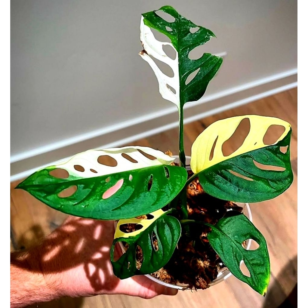 Tanaman  Hias Janda Bolong Bunga Hias Janda Bolong Anakan Murah Mutasi BUKAN BONGGOL Tanaman Hidup B