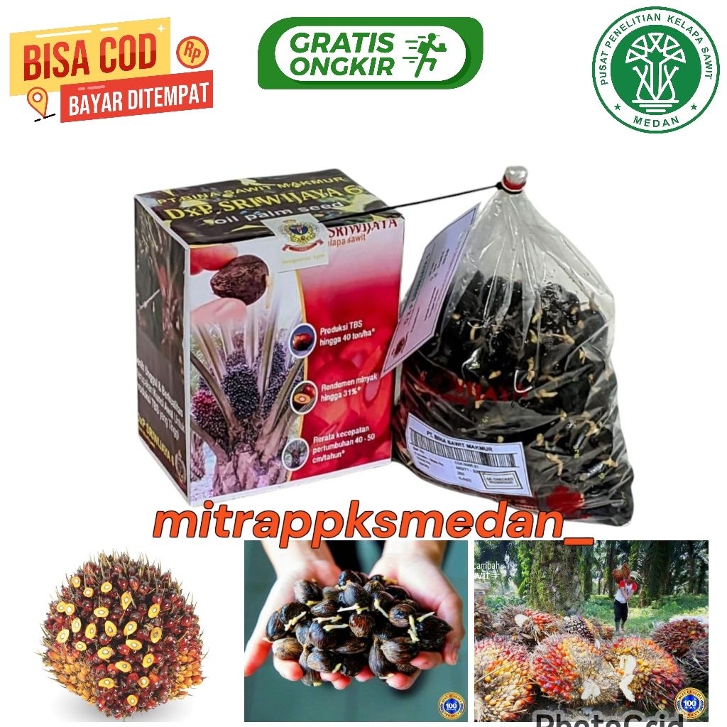 Bibit benih kecambah sawit DxP SRIWIJAYA 6 SEMIKLON + SERTIFIKAT RESMI isi 250 butir