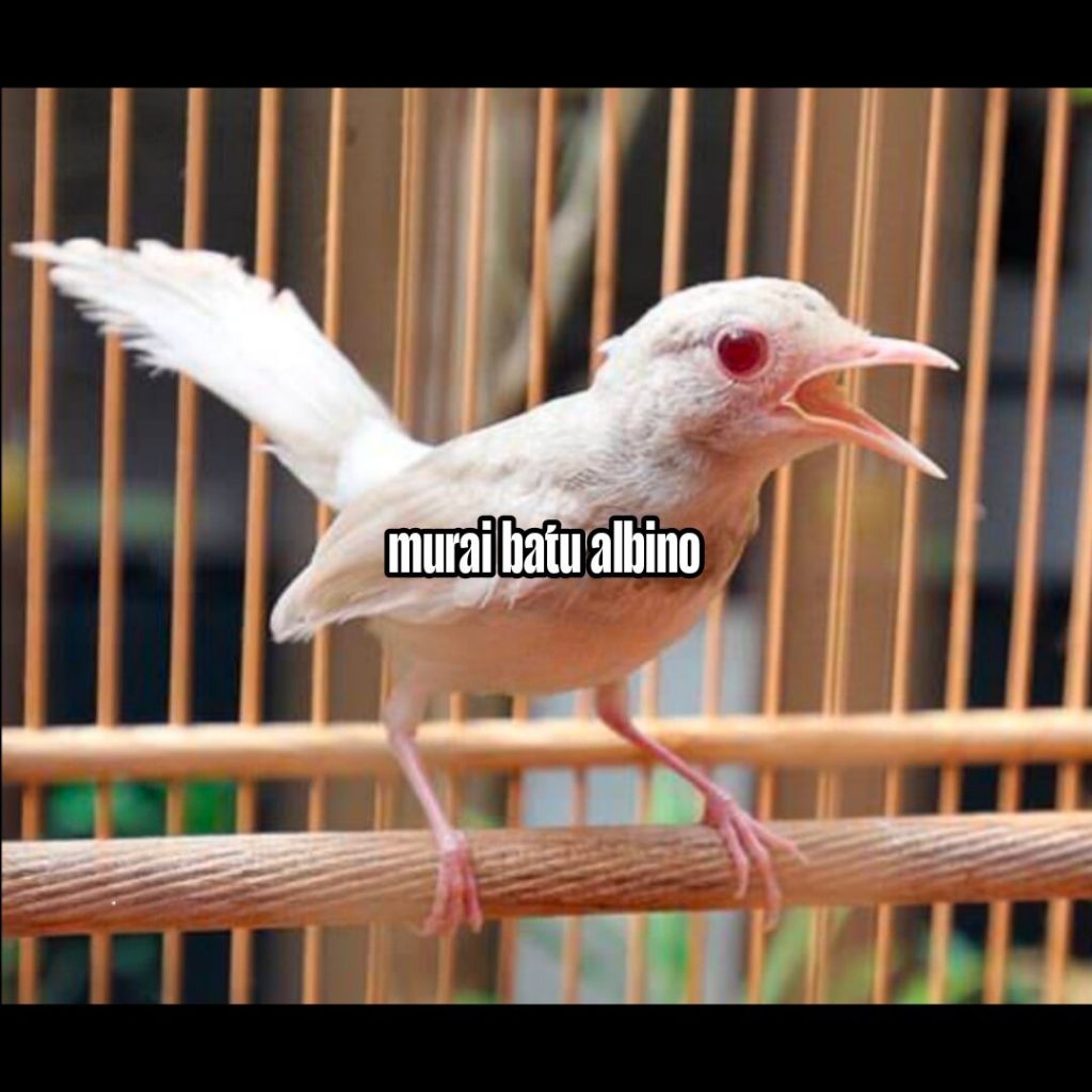 

Telur fertil siap tetas murai batu albino 2 butir 100% garansi menetas