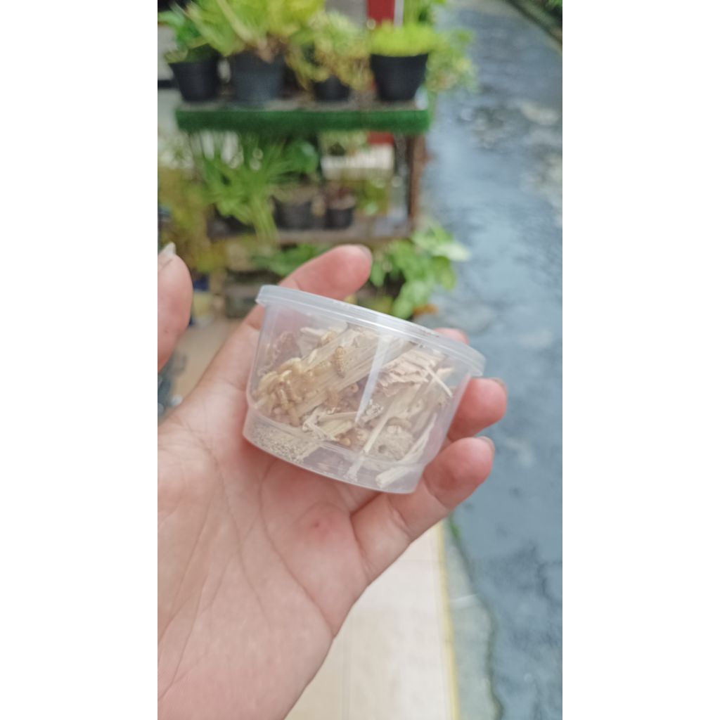 rangas rayap poa umpan mancing