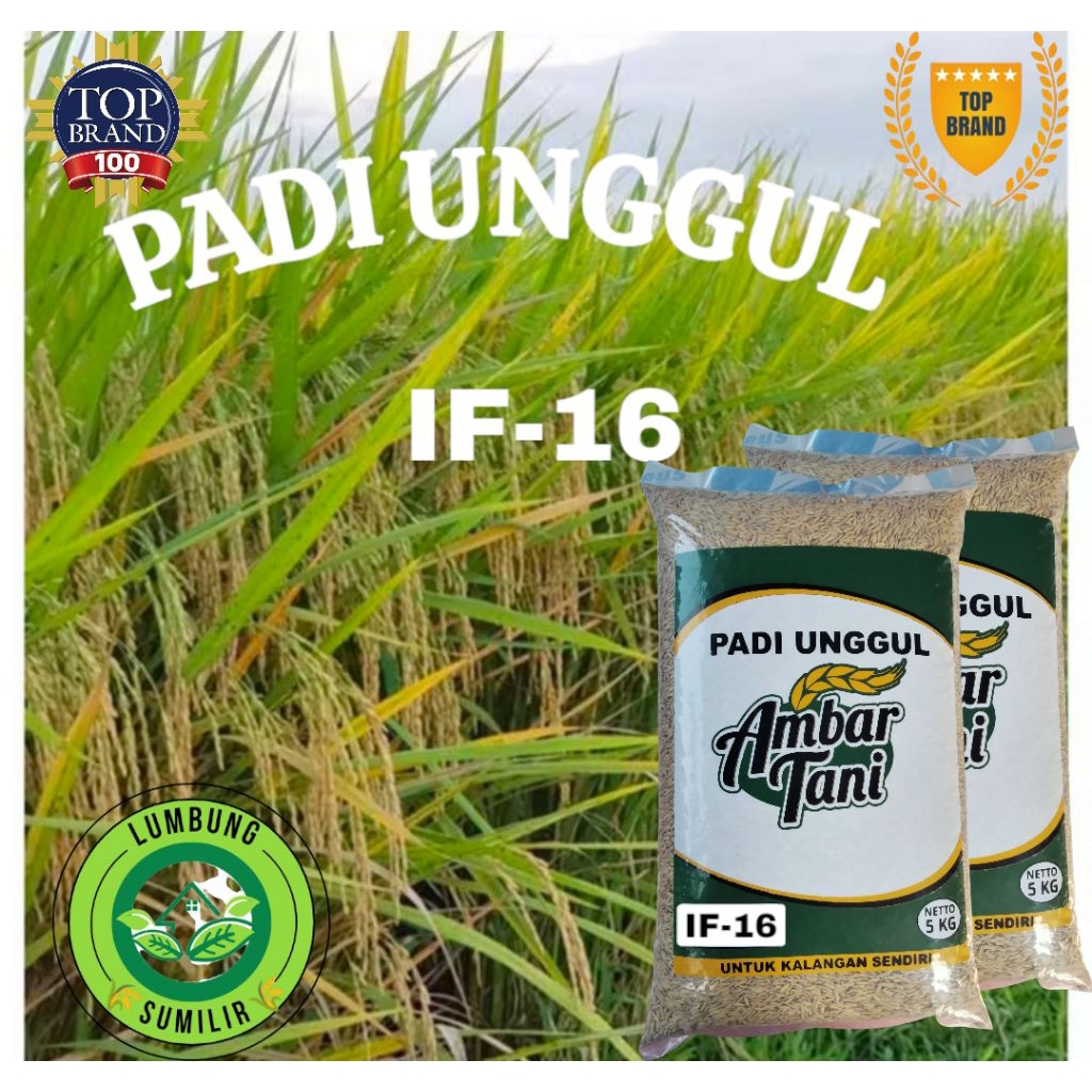 BENIH PADI UNGGUL IF-16 AB2TI Original Galur Lokal Kemasan 5KG
