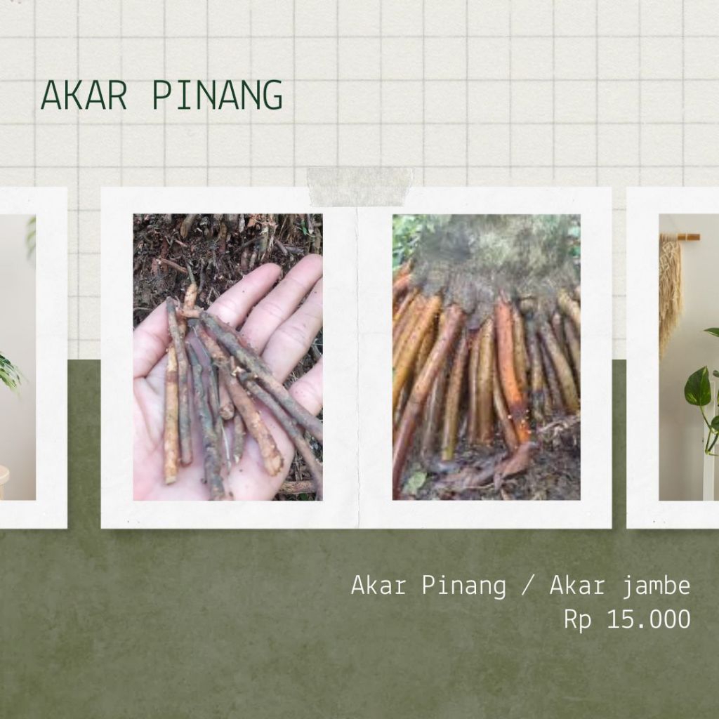 

SOBAT NGINGU- Akar Pinang / Jambe Obat Herbal