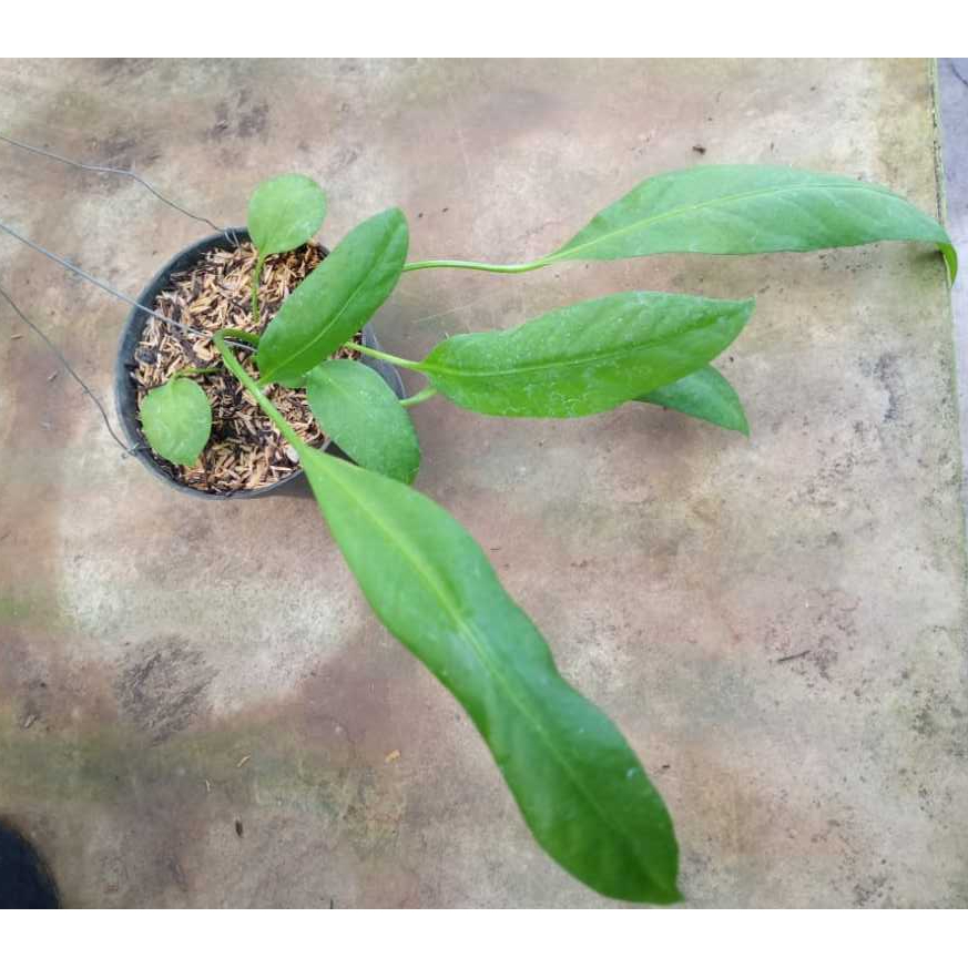 Anthurium Dasi Vittarifolium| Anthurium Dasi| Vittarifolium