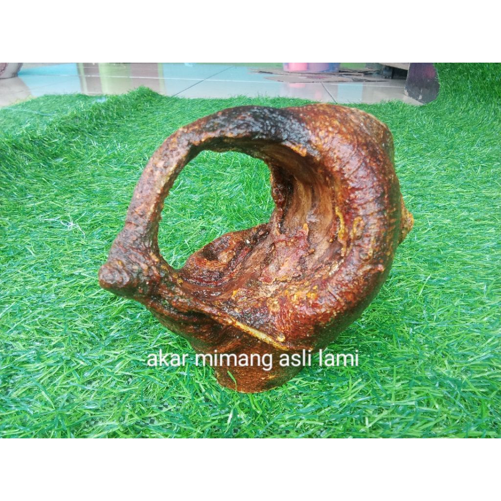 akar mimang asli unik alami kkarya alam oyod mimang