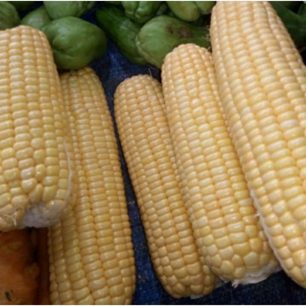 

Jagung manis per 500 gr