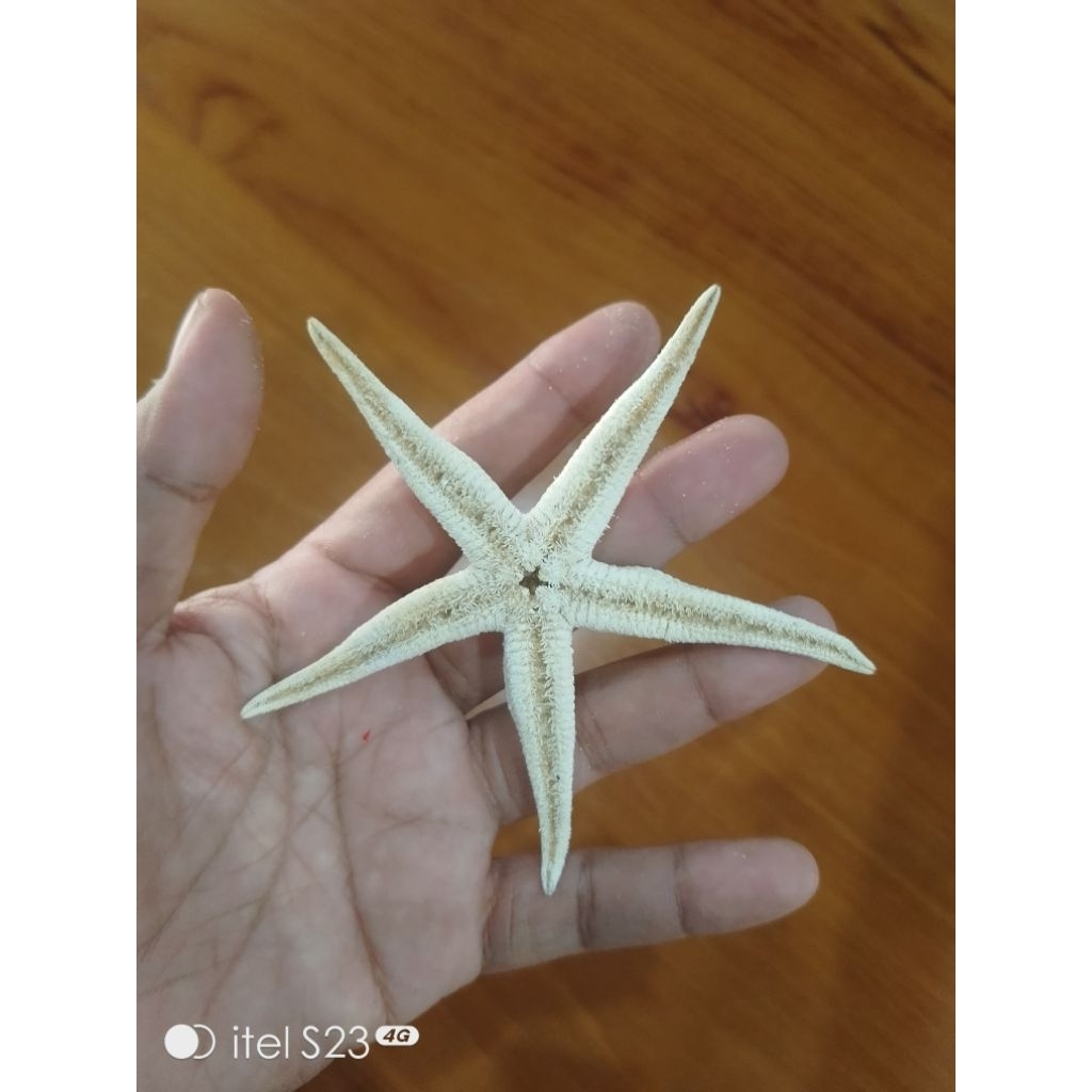 COD PROMO BELI 5 GRATIS 1 bintang laut asli, kualitas UTUH