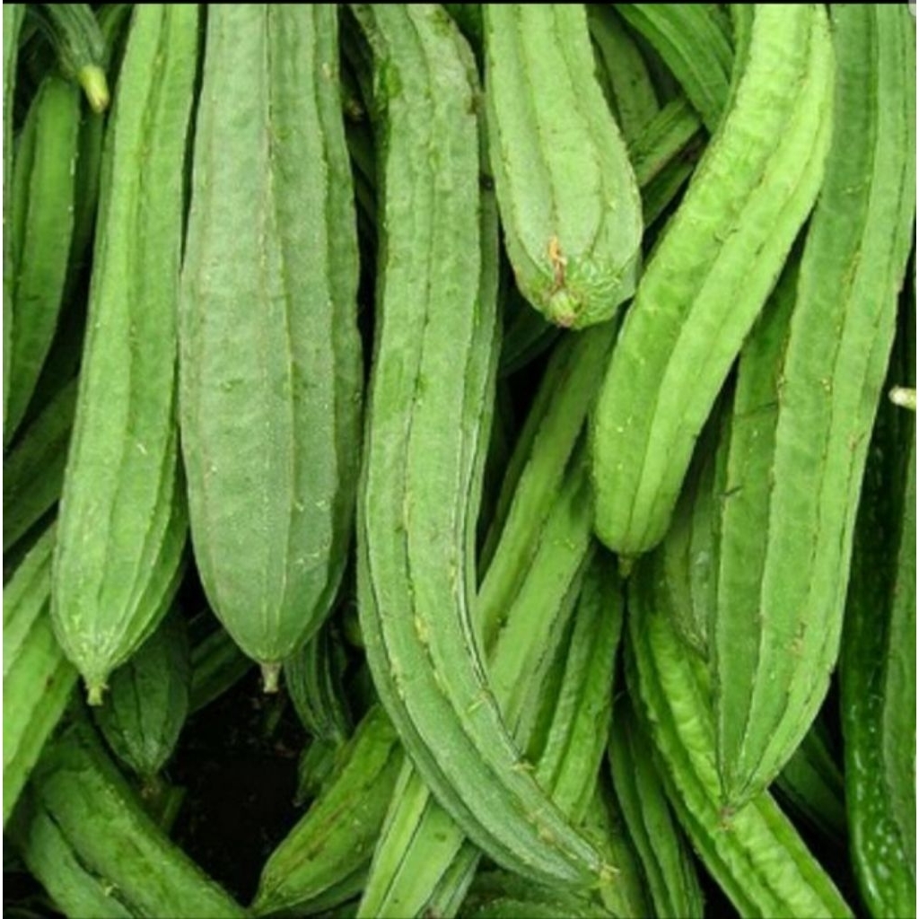 

Oyong per 500gr