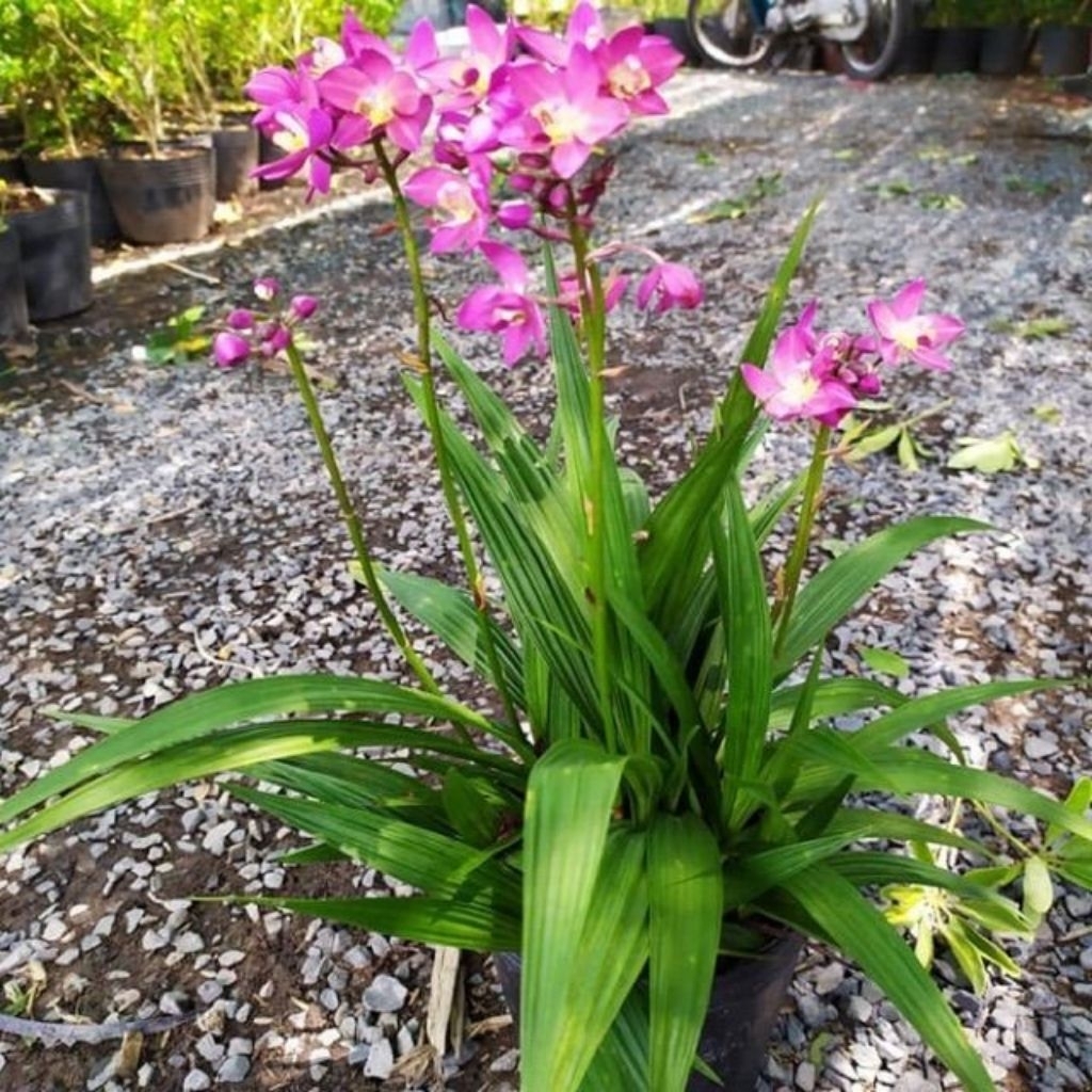 Anggrek tanah bunga ungu - Tanaman hias anggrek tanah - Pohon anggrek tanah