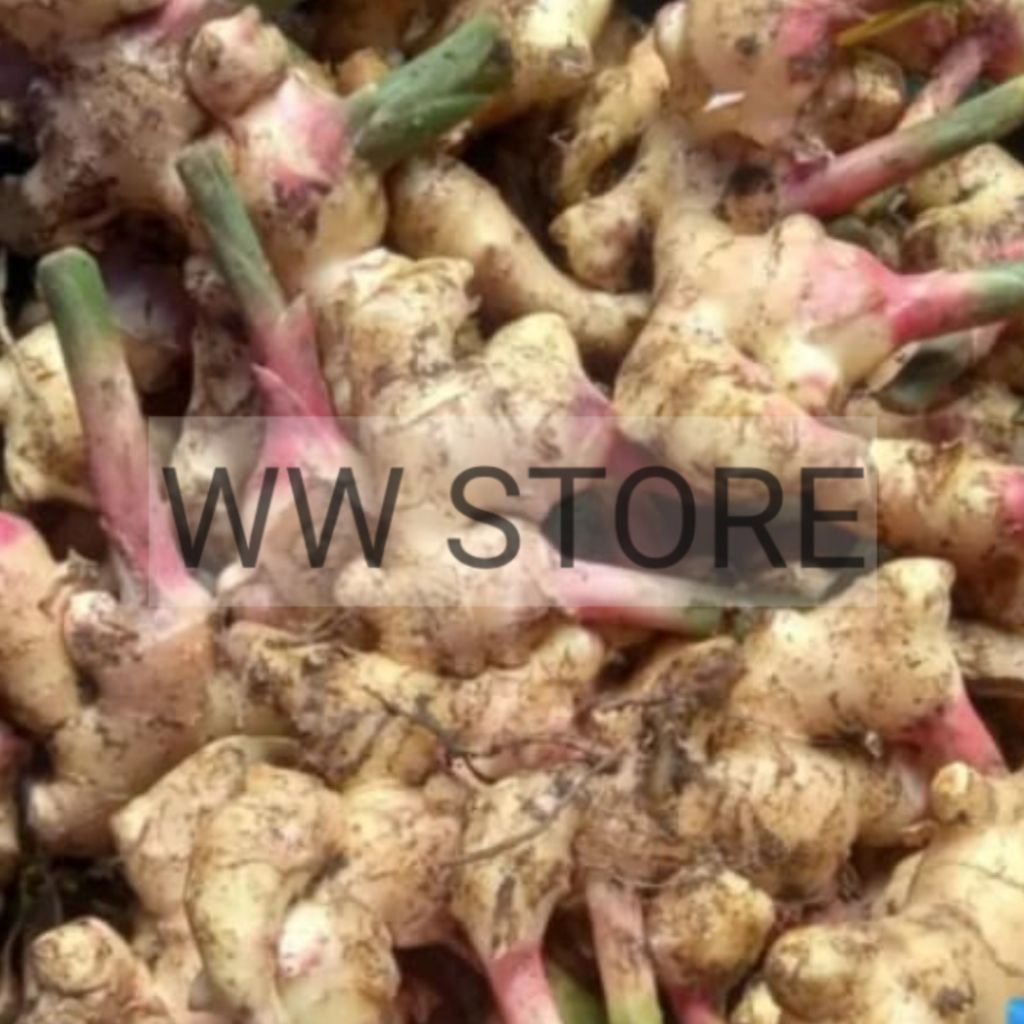 

Jahe muda 250g / 500g / 1kg