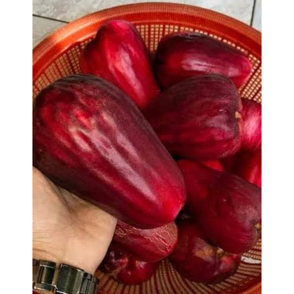 Buah Jambu Bol /Jambu Jamaika