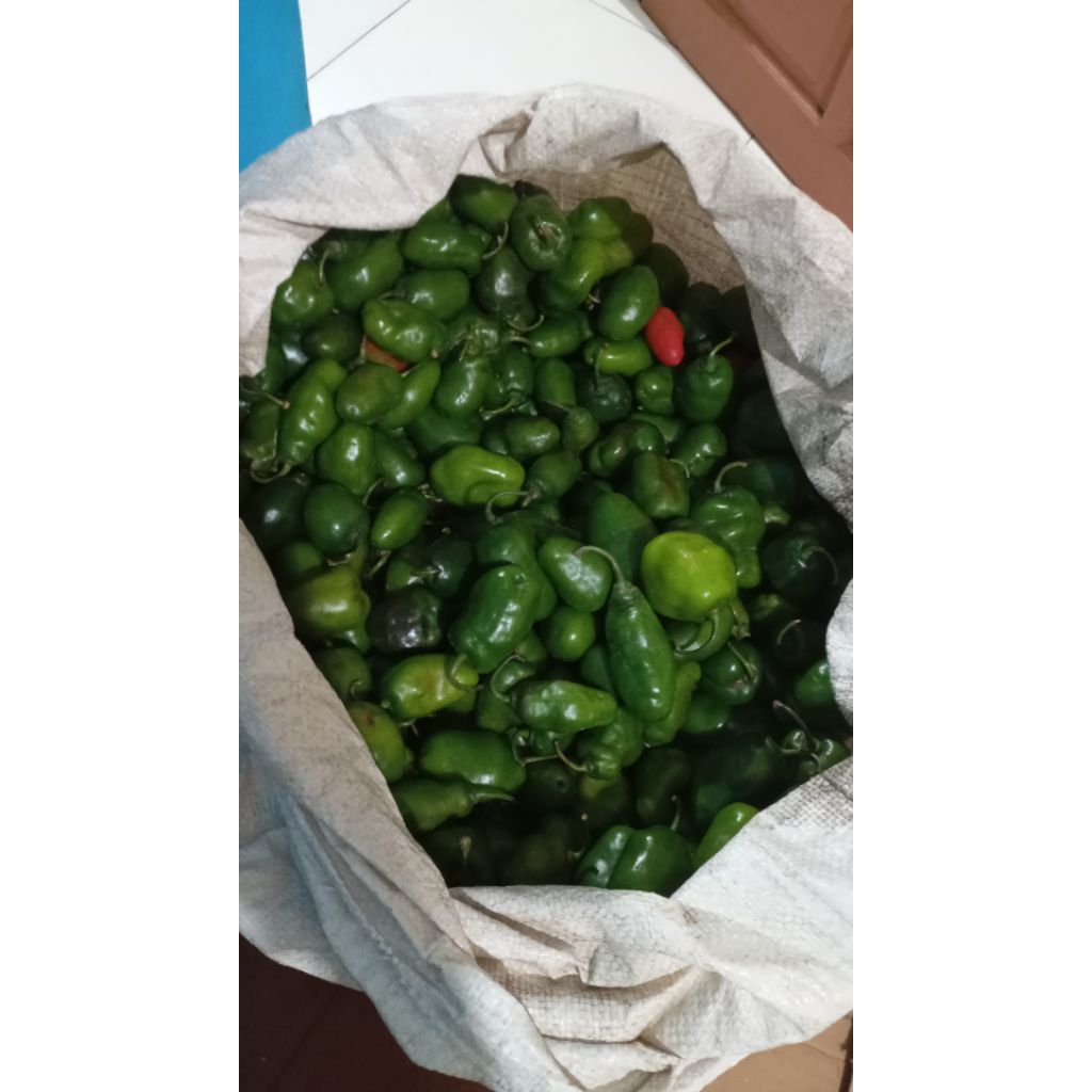 

Cabai Gendot asli Wonosobo