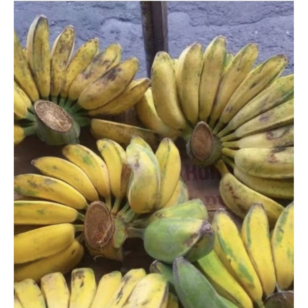 

PISANG KEPOK SUPER 1 SISIR