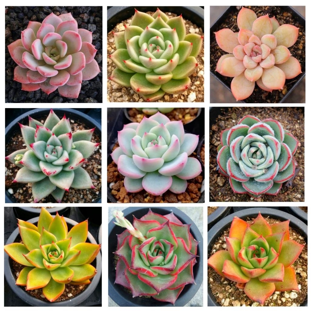 Paket Sukulen Kaktus Hidup Mini Isi 10 Pcs Free Pot Putih