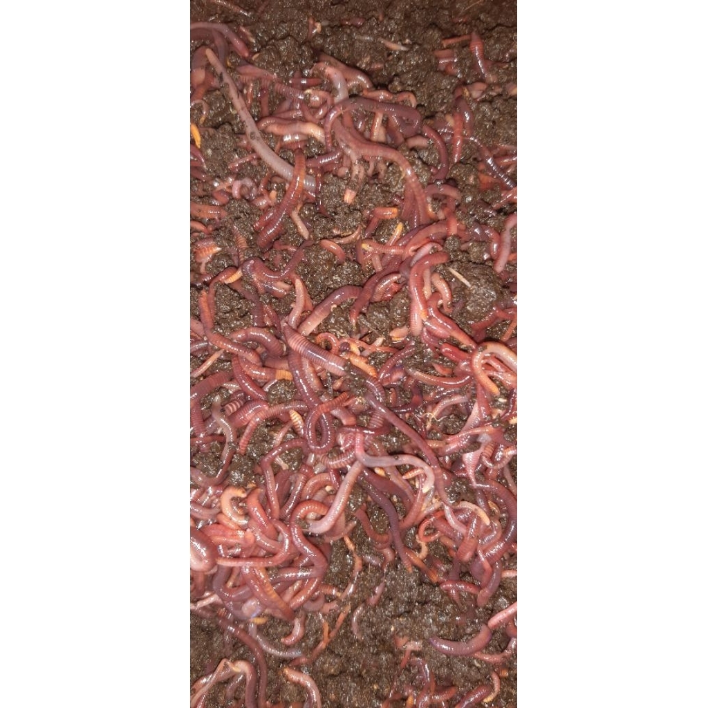 cacing kosmetik/cacing lumbricus rubellus kemasan 250gr