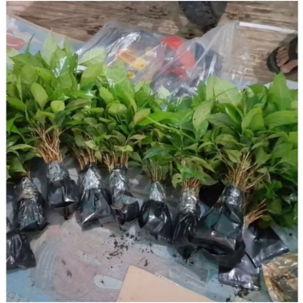 TANAMAN BIBIT KOPI SIAP TANAM