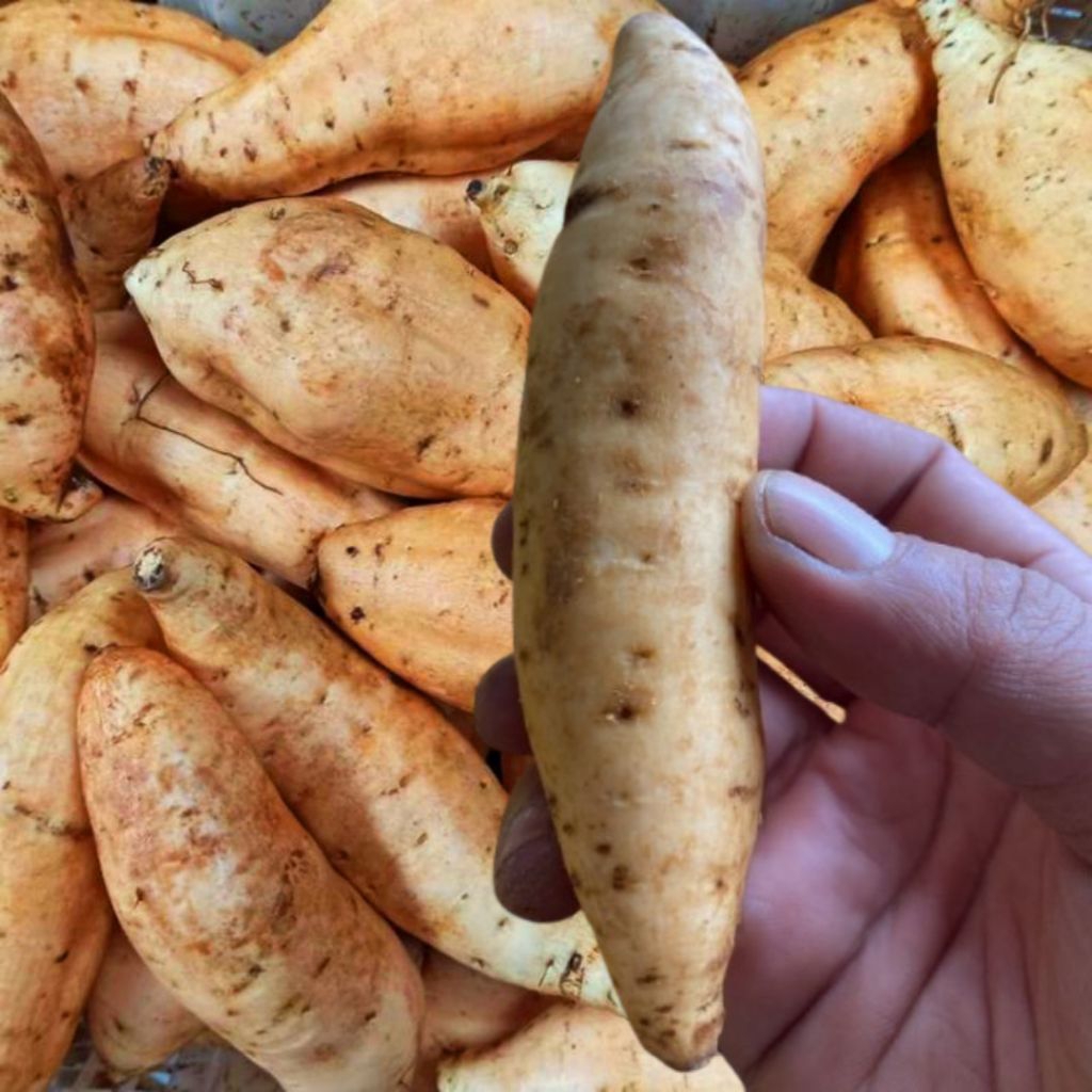 

Ubi Cilembu Asli Ubi Madu Cilembu Manis Ubi Cilembu Ukuran Kecil | 3 Kg