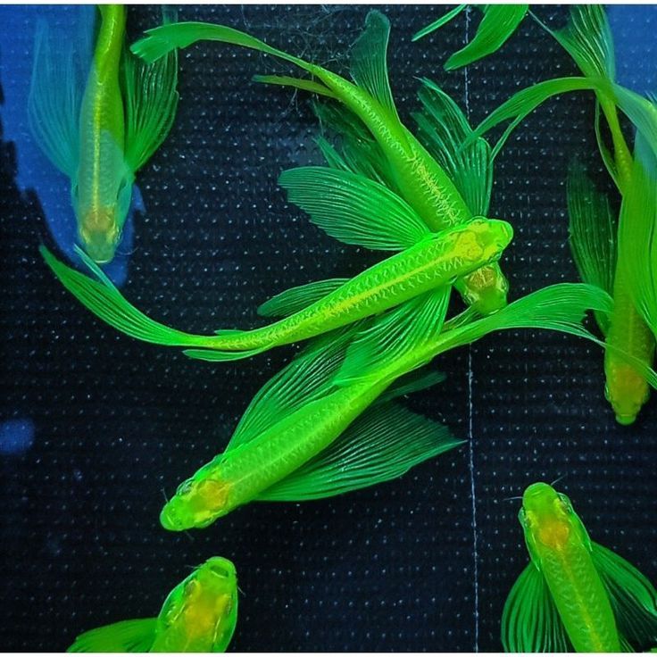 Ikan Hias Danio Slayer / Ikan Hias Air Tawar / Ikan Tanpa Aerator