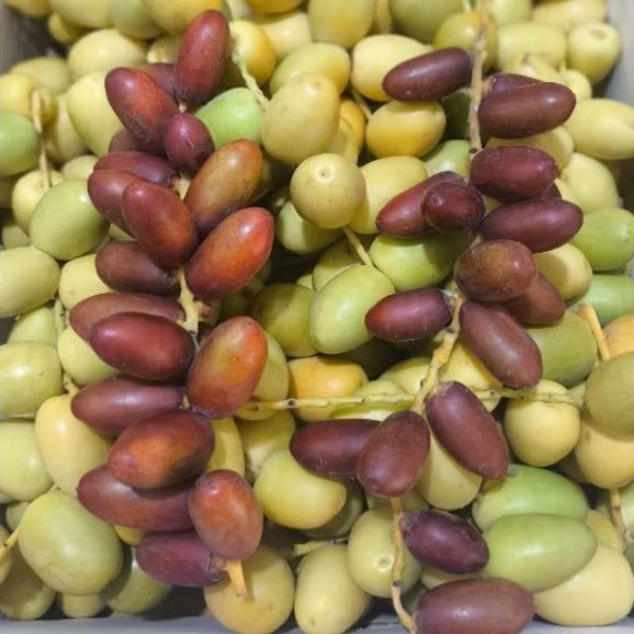 

KURMA MUDA PROMIL SEGAR - Kurma Muda Promil Segar Kurma Muda Ikhtiar Hamil Pasutri Ruthob