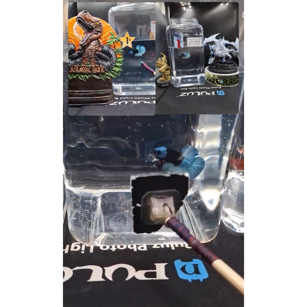 Mainan cupang BBL Placing 1