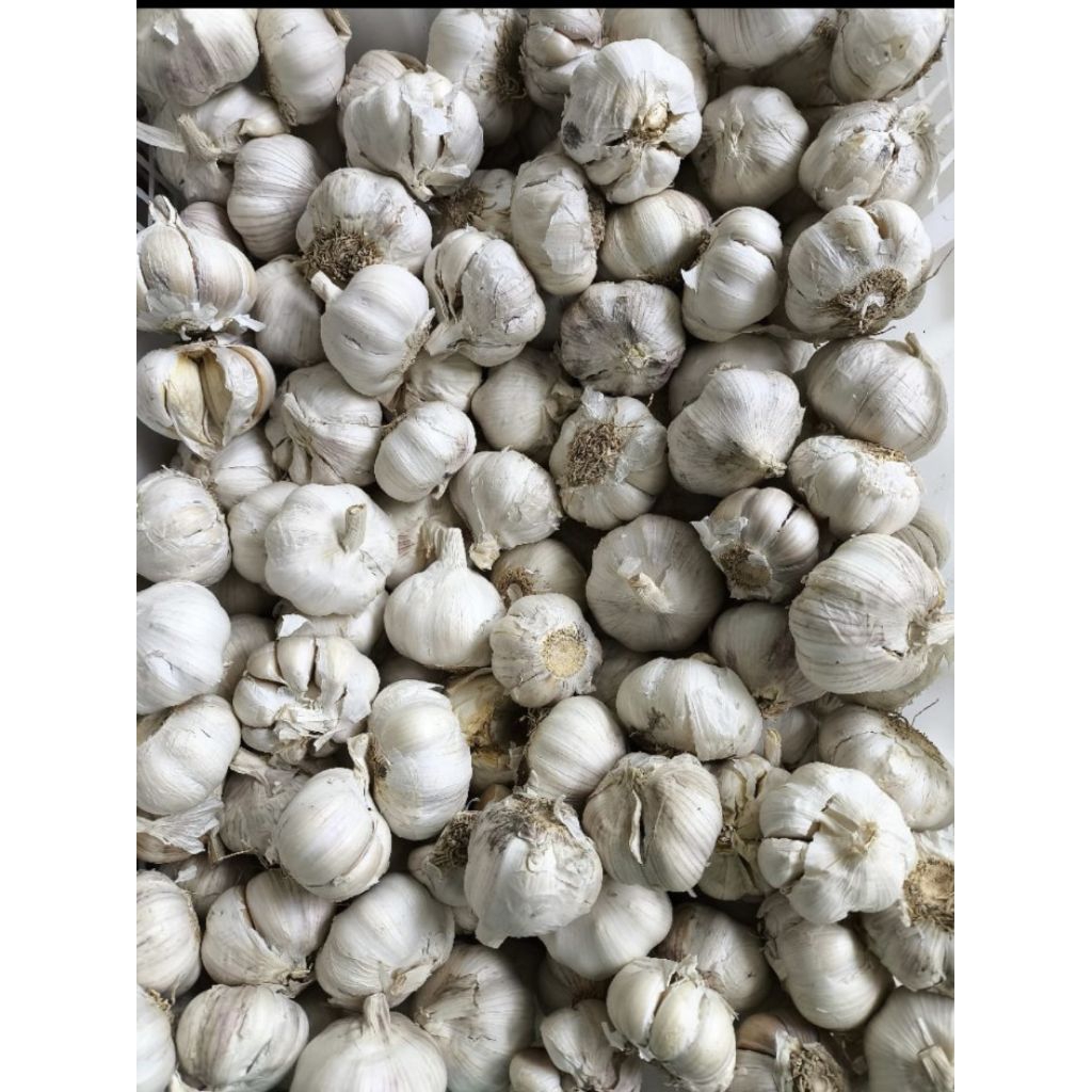 

bawang putih khusus semarang