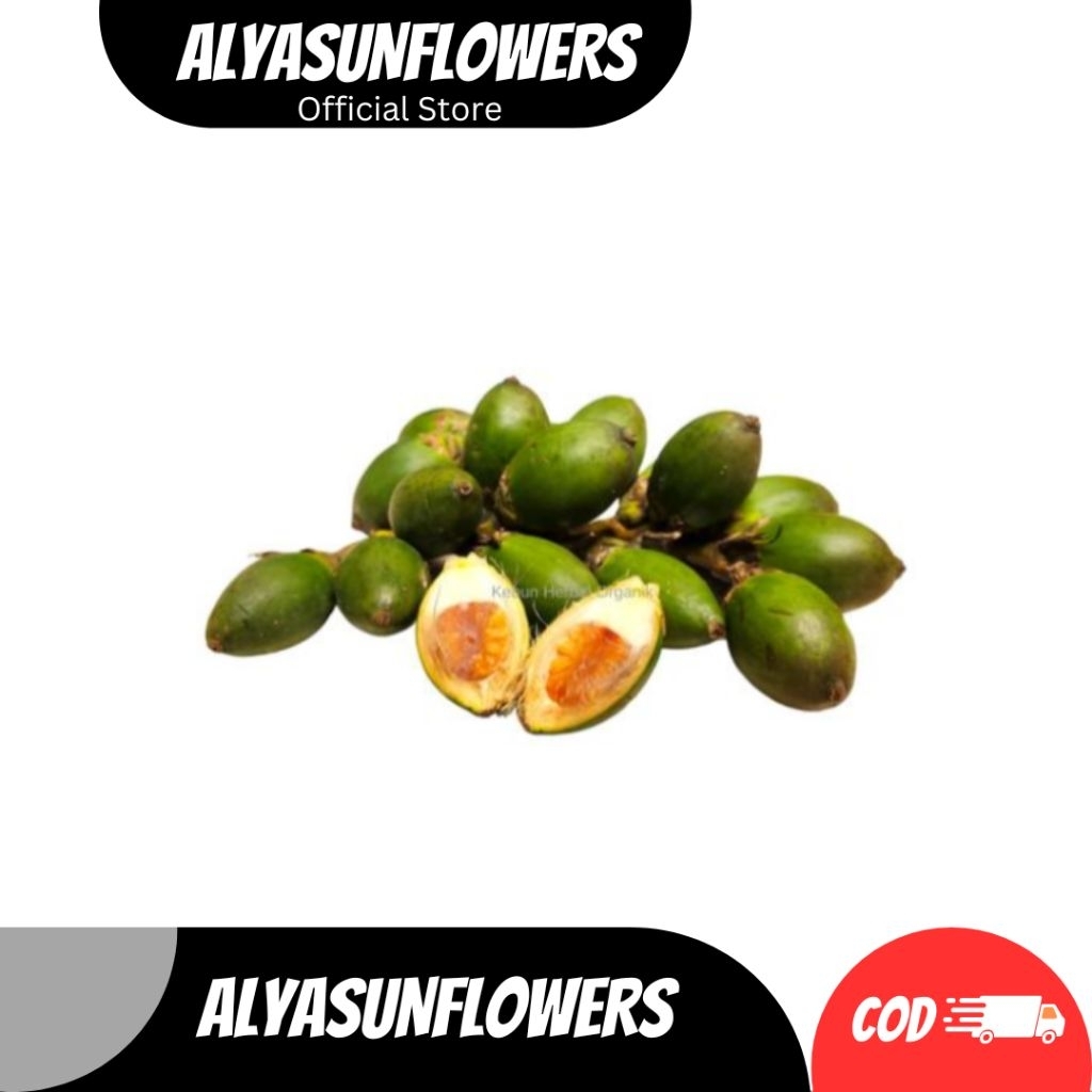 

Buah pinang muda stamina herbal fresh 500gram