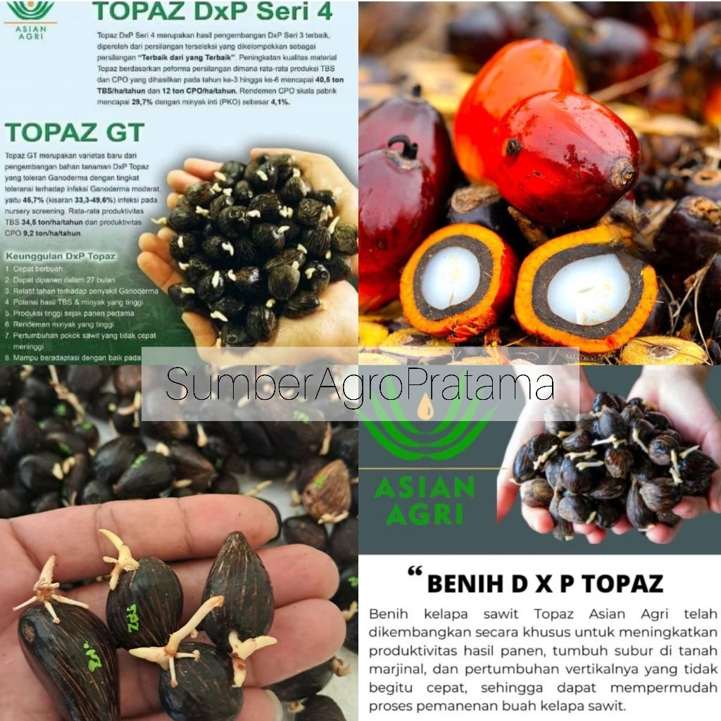 BENIH KECAMBAH D×P TOPAZ