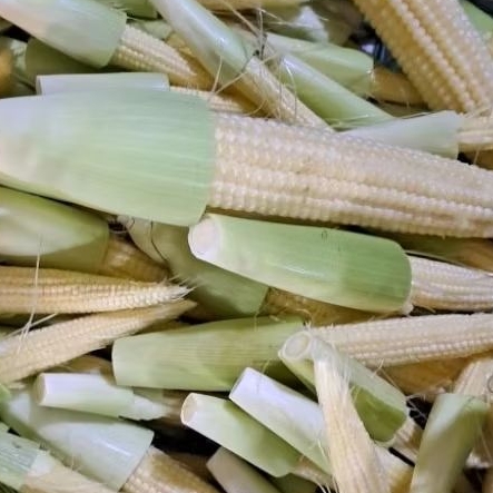 

Jagung muda / putren 500gram