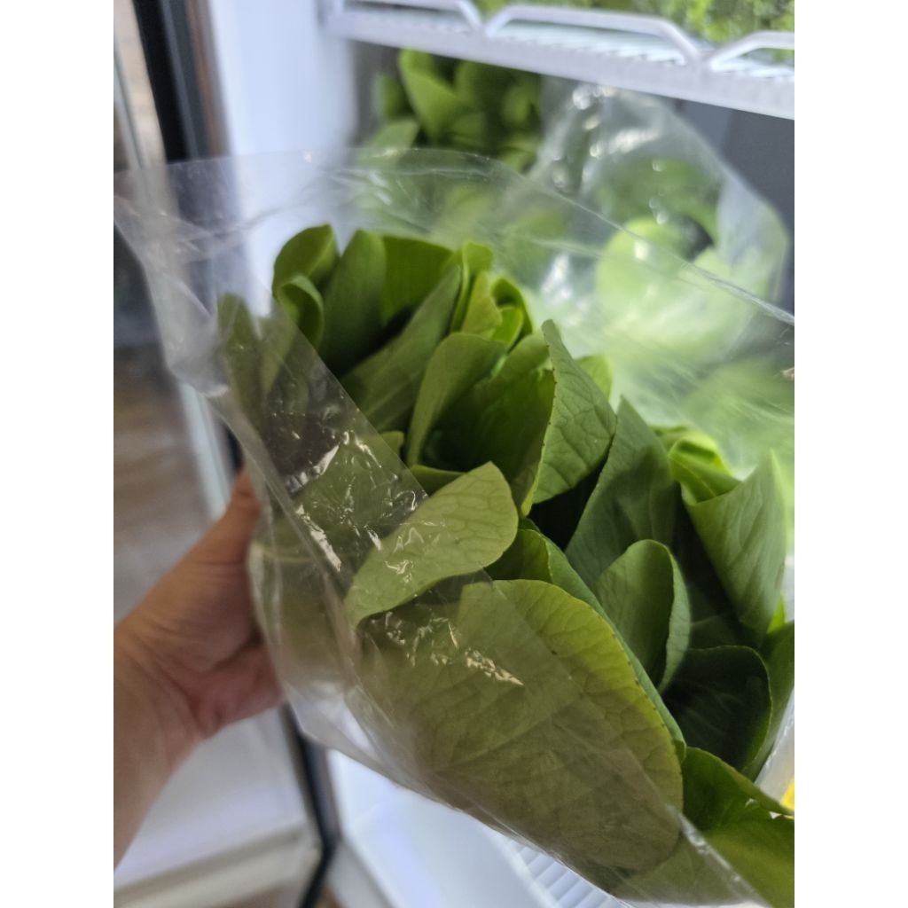 

sawi pokcoy pakcoy hidroponik