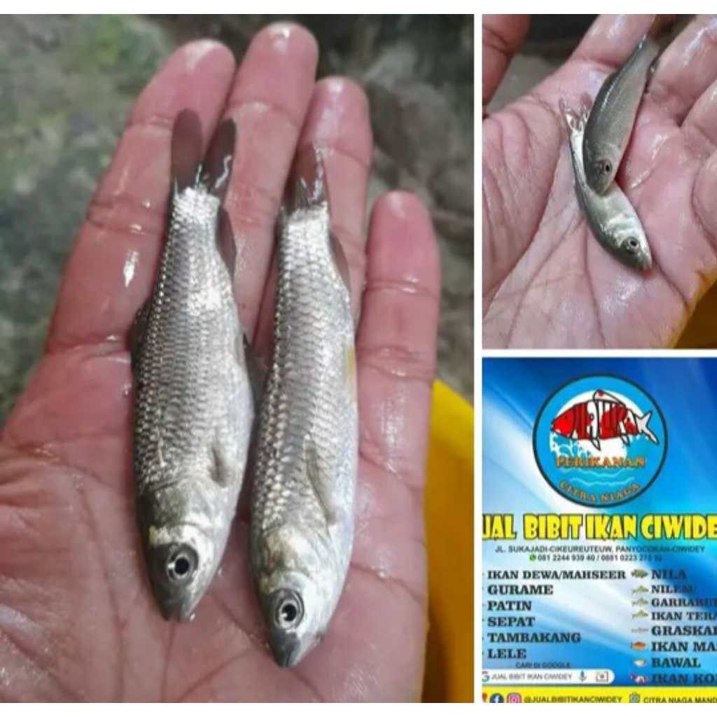 

graskap 7-9 cm segar