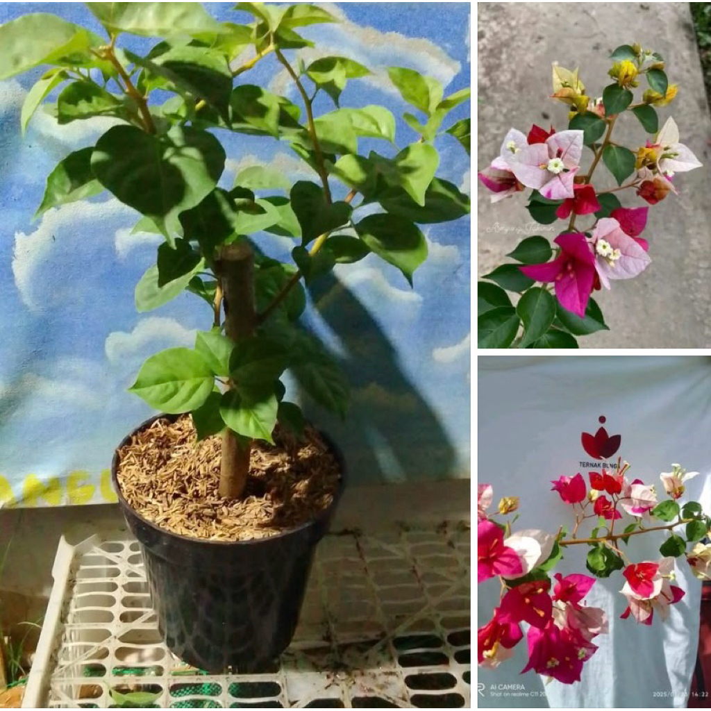 Bibit Bougenville Golden Rao Ori Super