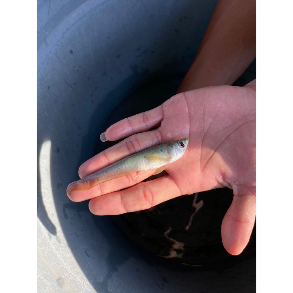 

ikan arwana 10-11cm