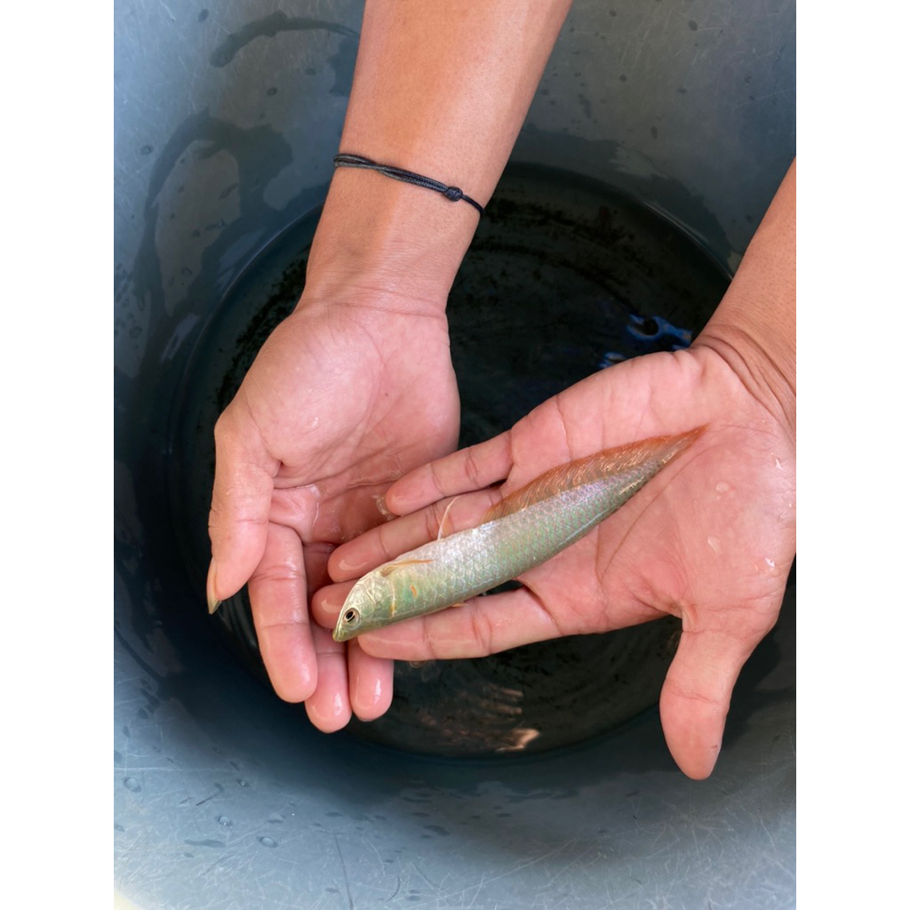 

ikan arwana 14-15cm