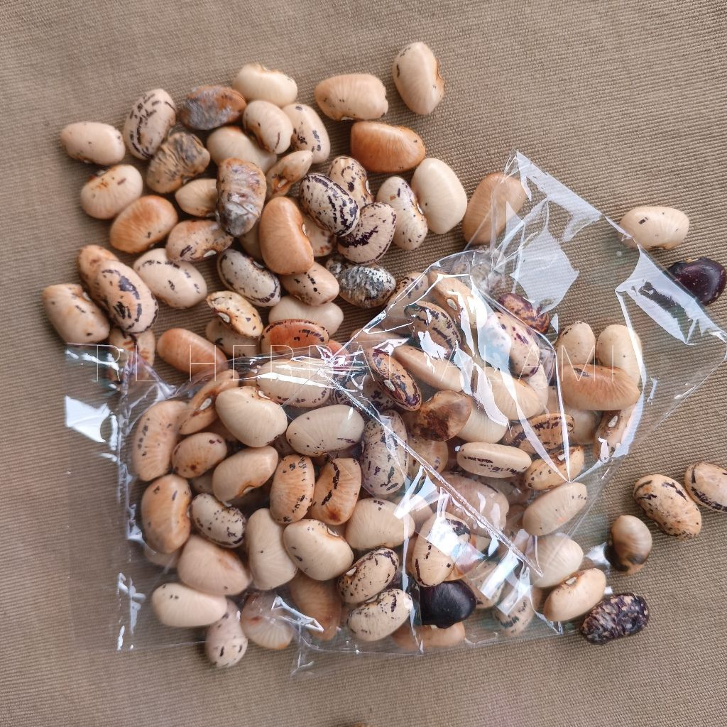 

Biji kacang kroto - 100 biji